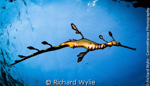 Another weedy seadragon under Portsea Pier. The vis was g... by Richard Wylie 